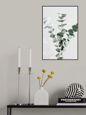Eucalyptus Creative 01