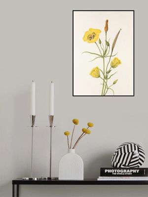 Goldenbowl Mariposa From North American Wildflowers (1925) By Mary Vaux Walcott