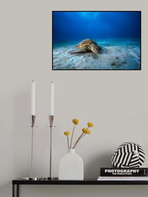 Green turtle in the blue