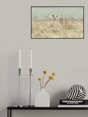 Hunting Short Eared Owl