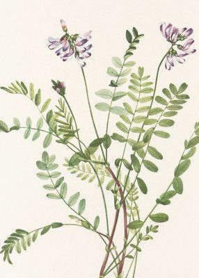 Alpine Milkvetch From North American Wildflowers (1925) By Mary Vaux Walcott