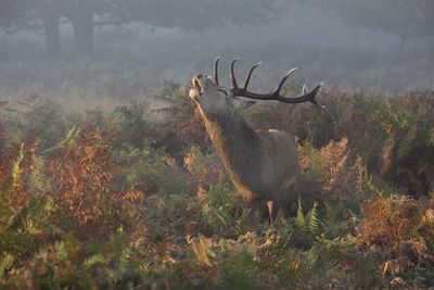 Bellowing Stag Deer