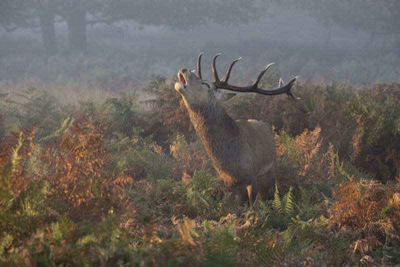 Bellowing Stag Deer