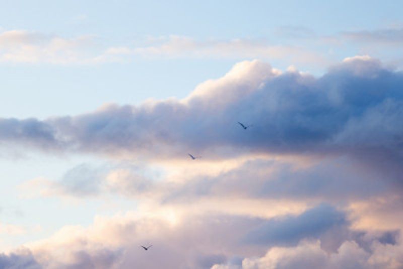 Flying High 12