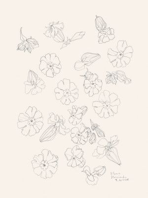 Flowers pencil studies N.2
