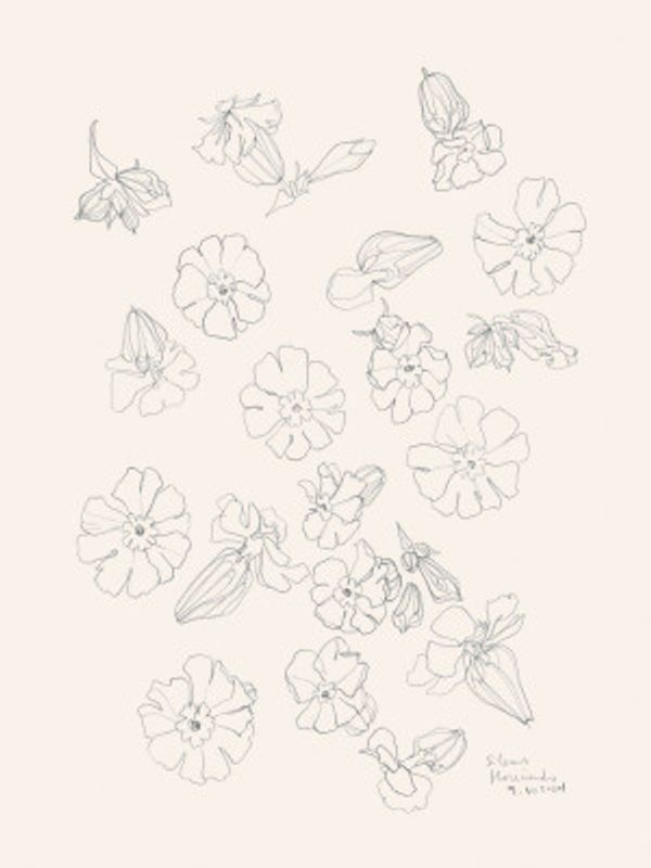 Flowers pencil studies N.2