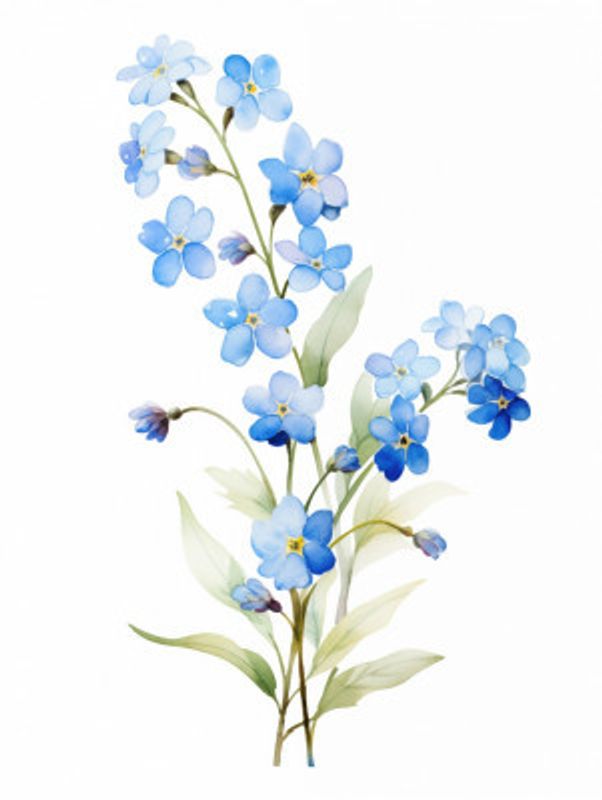 Forget Me Not Flower