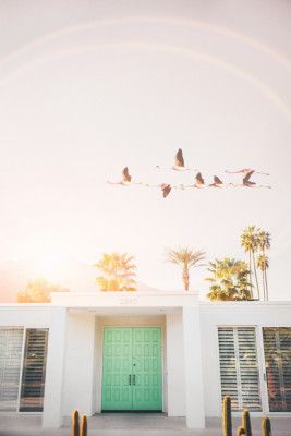 Flamingos In Palm Springs