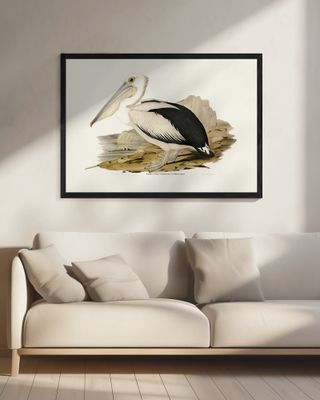 Australian Pelican