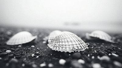 Seashell Serenity