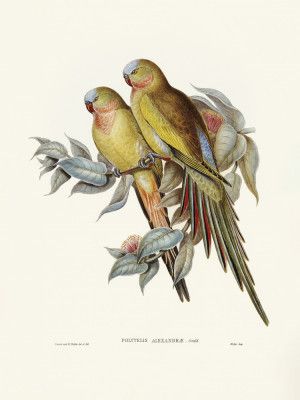 The Princess of Wales's Parakeet