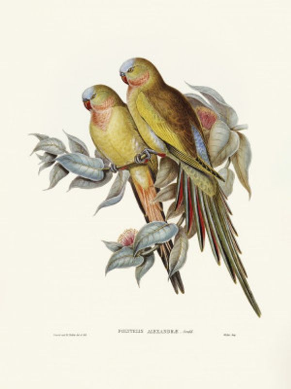 The Princess of Wales's Parakeet