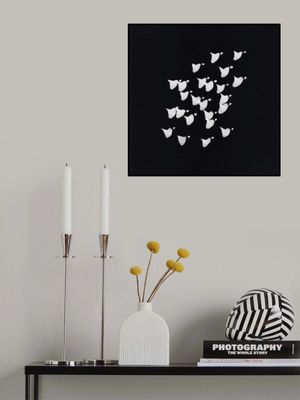 Birds In Flight   Upwards Bw