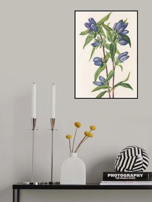 Bottle Gentian From North American Wildflowers (1925) By Mary Vaux Walcott