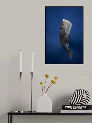 Candle sperm whale