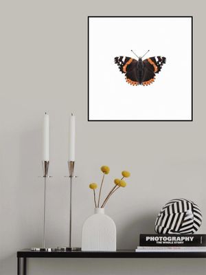 Red Admiral
