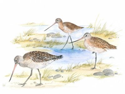 Godwits Birds