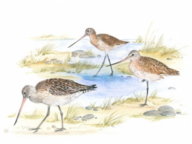 Godwits Birds