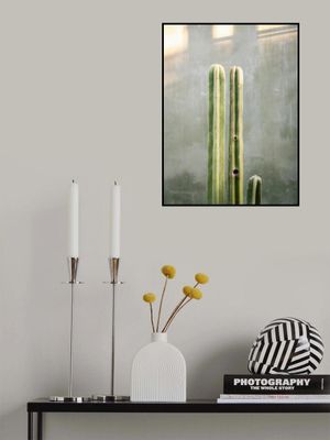 Greens and grey | Cacti in Oaxaca Mexico