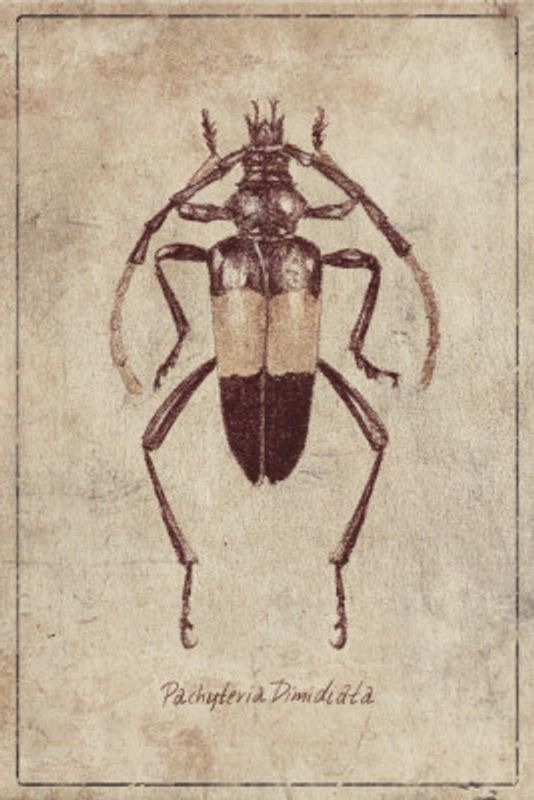 Vintage Insect Sketch