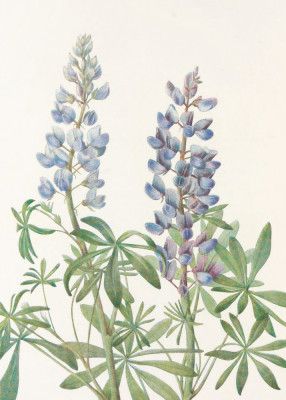 Sundial Lupine From North American Wildflowers (1925) By Mary Vaux Walcott