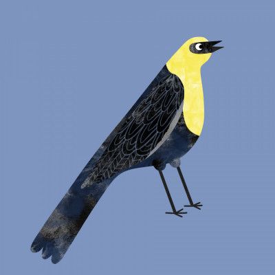 Yellow Headed Blackbird