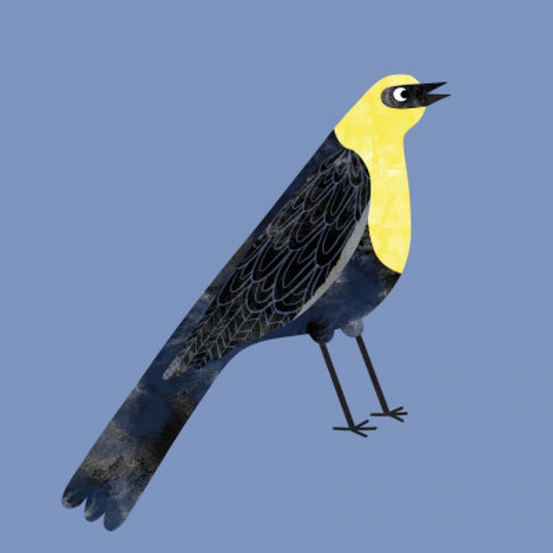 Yellow Headed Blackbird