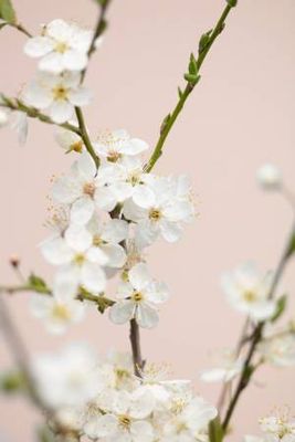 Cherry tree flowers