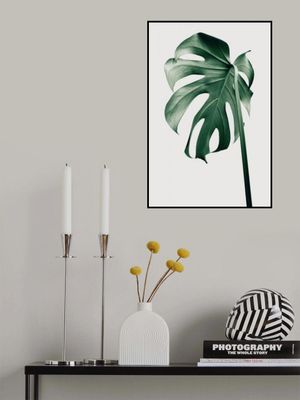 Monstera Natural 44