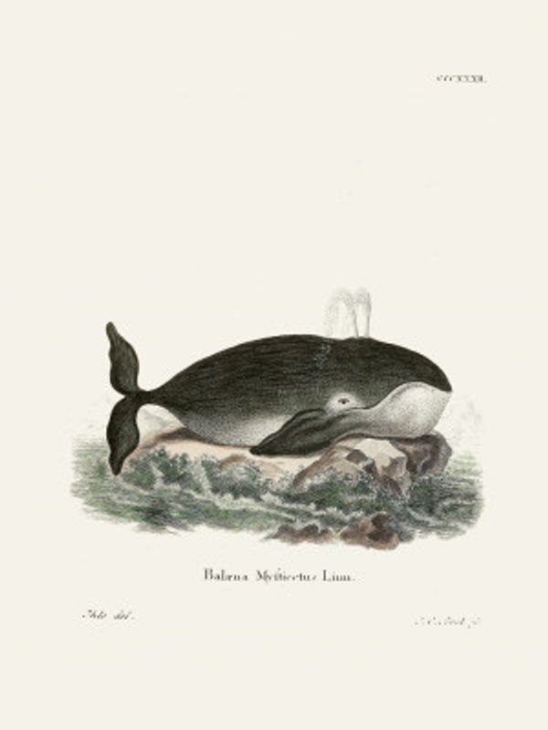 Bowhead Whale By Johann Christian Daniel Von Schreber.