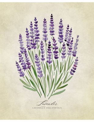 Lavender vintage