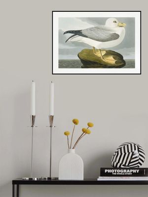 Fulmar Petrel From Birds of America (1827)