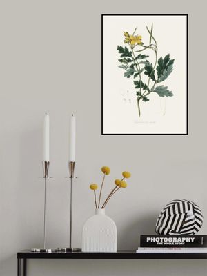 Greater Celandine (chelidonium Majus) Medical Botany