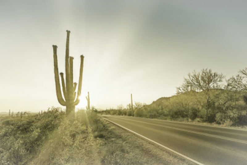 SAGUARO NATIONAL PARK Setting Sun | Vintage