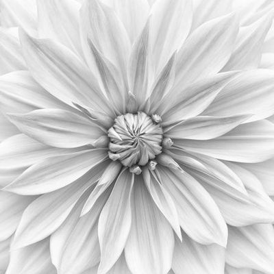 Hamari gold in monochrome