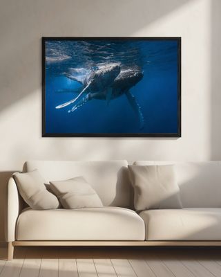 Humpback whale