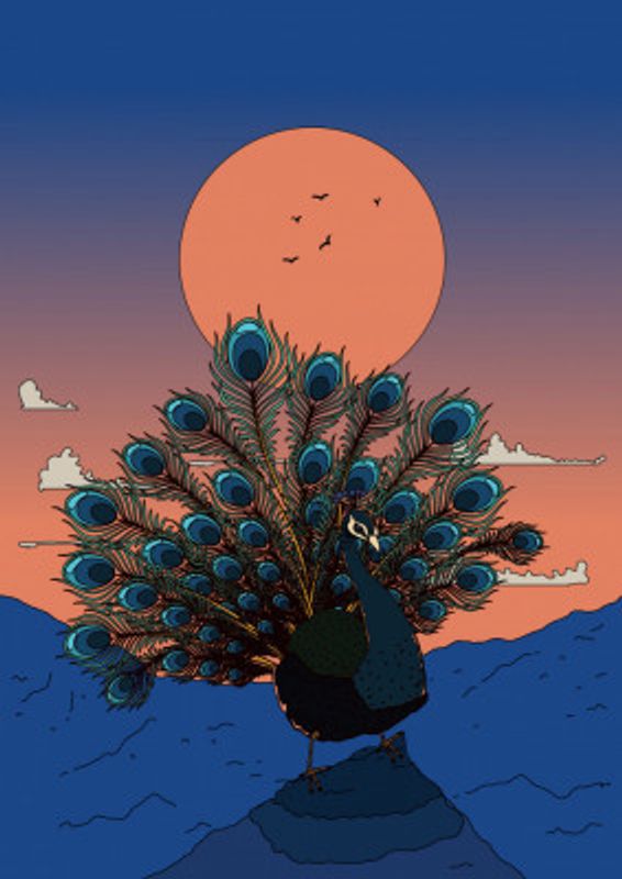 Peacock At Sunset