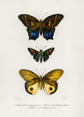 Different Types of Butterflies III