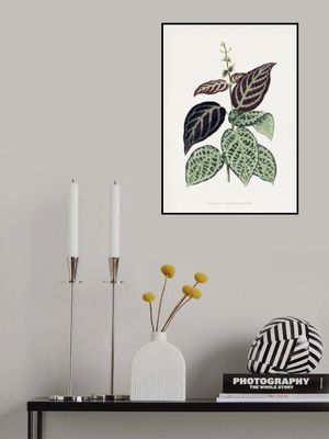 Green Bignonia Argyro Violascens Leaf Illustration