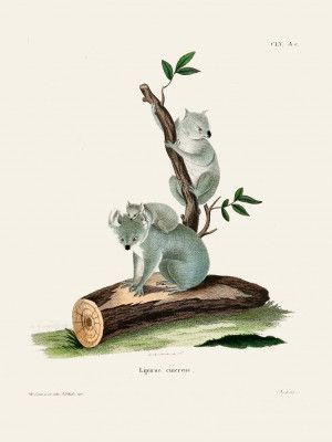 Koala By Johann Andreas Wagener