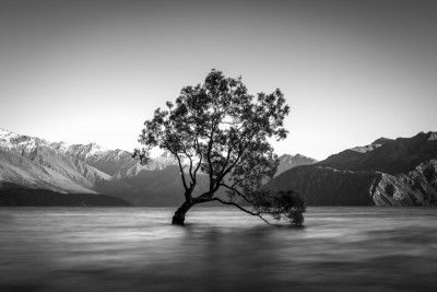 wanaka tree