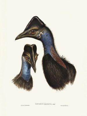 Bennett's Cassowary Blue