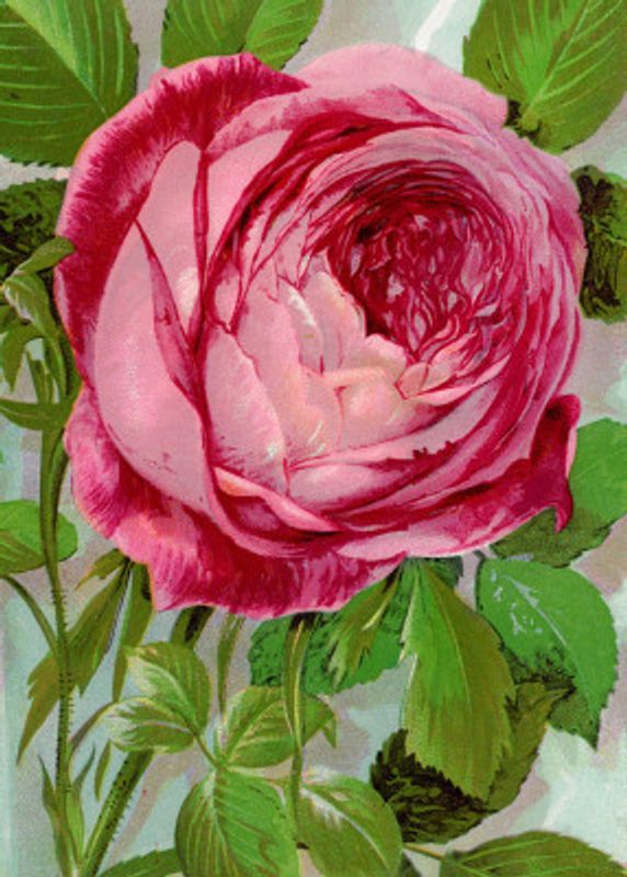 Pink Rose, Mrs John Laing Lithograph