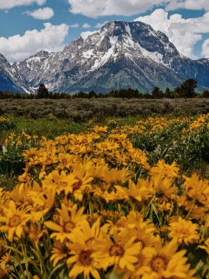 Blame It On the Tetons