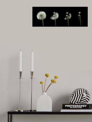 dandelion flower sequenz