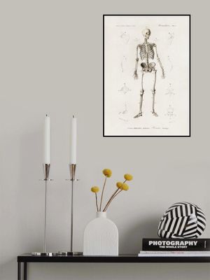 Human Skeleton