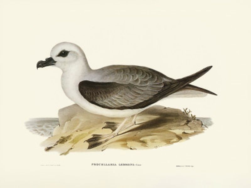 White Headed Petrel