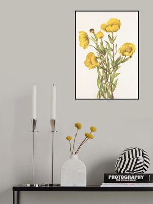 Bushpoppy From North American Wildflowers (1925) By Mary Vaux Walcott