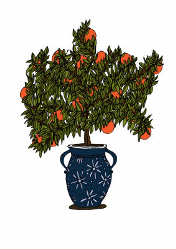 Orange Tree Delight
