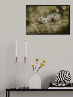 daisies in early morning